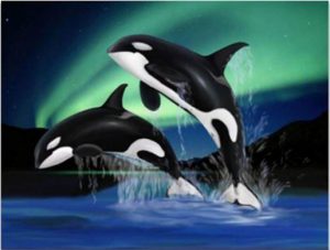 Dolphins Playing in Northern Lights Animals Paint By Numbers