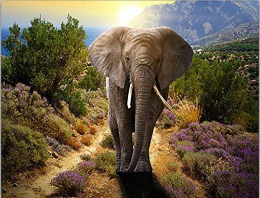 Young Elephant Animals Paint By Numbers