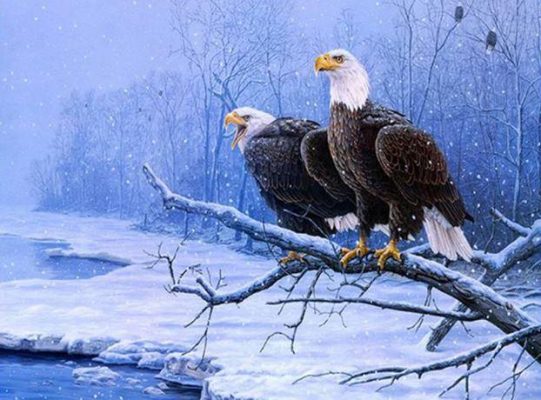 Winter Eagle  Birds Paint By Numbers