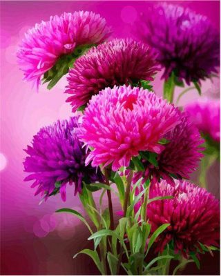 Hot Pink Aster Flowers  Flowers Paint By Numbers