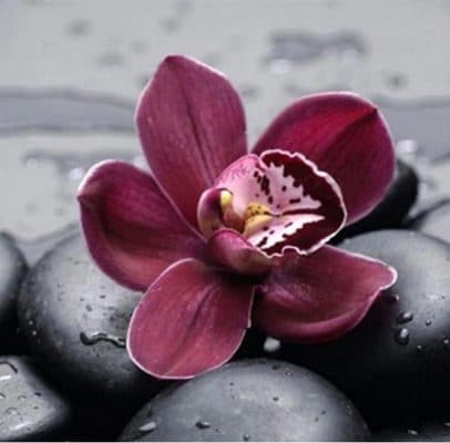 Flowers on The Stone  Flowers Paint By Numbers