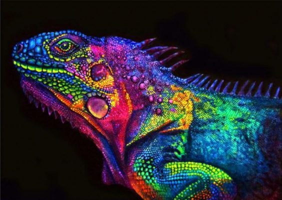 Glowing Chameleon  Animals Paint By Numbers