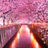 Great Cherry Blossoms Park Landscape Paint By Numbers