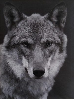 Wolf Black And White Animals Paint By Numbers
