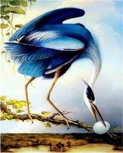 Blue Bird Wings Birds Paint By Numbers