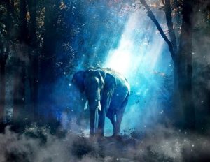 Elephant Twilight Forest Animals Paint By Numbers