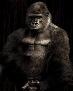 Big Gorilla Animals Paint By Numbers