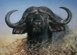 Black Buffalo Animals Paint By Numbers