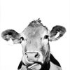 Black and White Cattle Animals Paint By Numbers