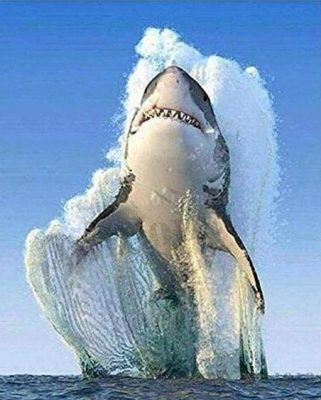 Great Shark Animals Paint By Numbers