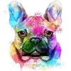 French Bulldog Colorful Animals Paint By Numbers