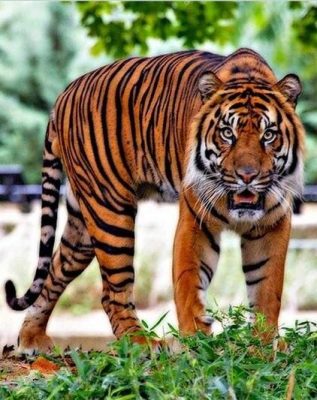 Old Tiger  Animals Paint By Numbers