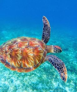 Tortoise Animals Paint By Numbers