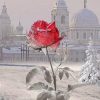 Flowers in Winter Flowers Paint By Numbers