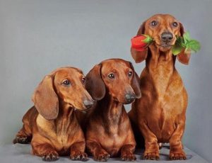 Cute Dachshund Dogs Animals Paint By Numbers