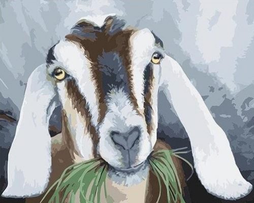 Goats eat grass  Animals Paint By Numbers