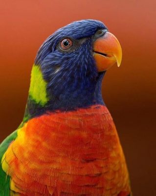 Talking Parrot Birds Paint By Numbers