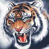 The Siberian Tiger Animals Paint By Numbers
