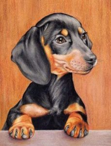 Dachshund Dogs Animals Paint By Numbers