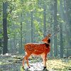 deer in forest paint by numbers