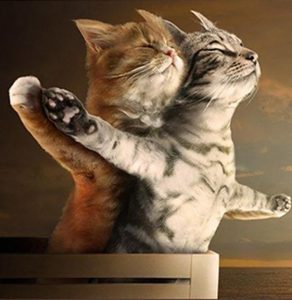 Cat Titanic Scene Animals Paint By Numbers