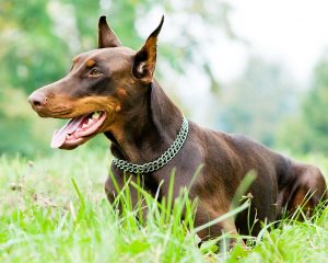 Doberman  Dog Animals Paint By Numbers
