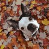 Cute Dog in Forest Animals Paint By Numbers