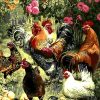 Cock Family Birds Paint By Numbers