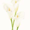 Calla Lily  Flowers Paint By Numbers