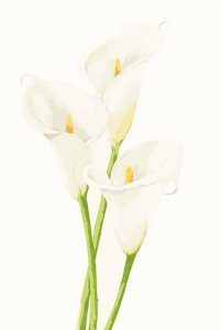 Calla Lily  Flowers Paint By Numbers