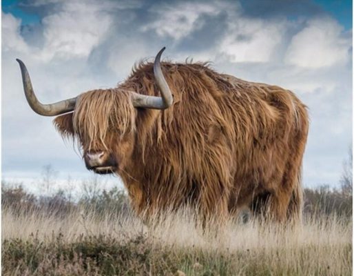 Old Highland Cow Animals Paint By Numbers