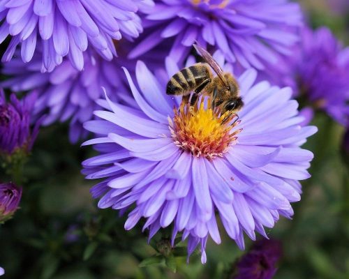 Flowers Bees  Flowers Paint By Numbers