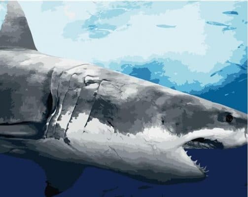 Marine Great White Shark Animals Paint By Numbers