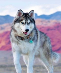 Siberian Dog Husky Animals Paint By Numbers