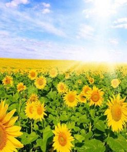 Field of Sunflowers  Flowers Paint By Numbers