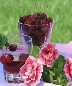 Flower and Berries  Flowers Paint By Numbers
