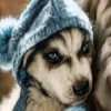 Dog In Bathrobe Animals Paint By Numbers