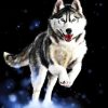 Huskies Animals Modern Painting - DIY Paint By Numbers - Numeral Paint