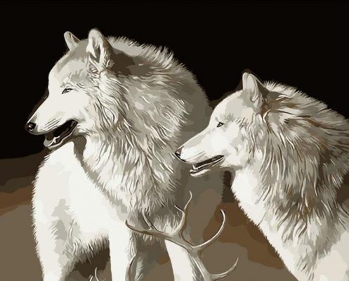 White Wolfs  Animals Paint By Numbers