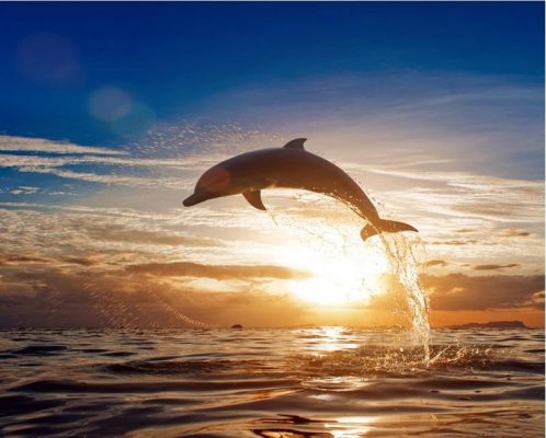 Sunset Dolphin DIY Paint By Numbers