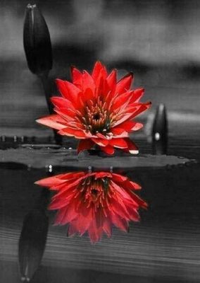 Red Black Flower on Water Flowers Paint By Numbers