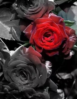 Special Red Flower On The Black Flowers Paint By Numbers