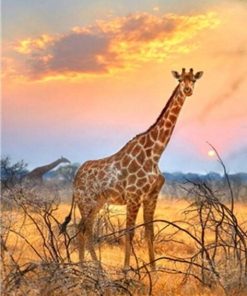 Giraffe With Sunrise Animals Paint By Numbers