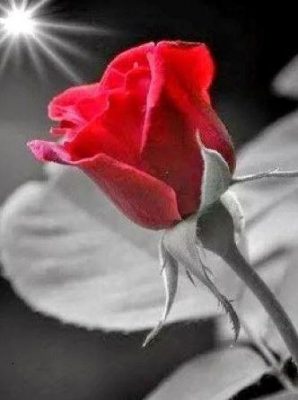 Wonderful Morning Red Rose Flowers Paint By Numbers