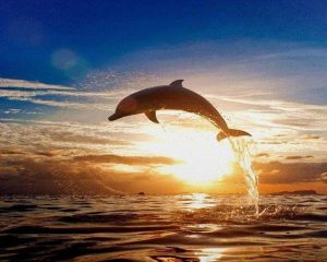 Dolphin Sunset Animals Paint By Numbers