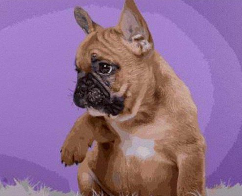 French Bulldog Animals Paint By Numbers