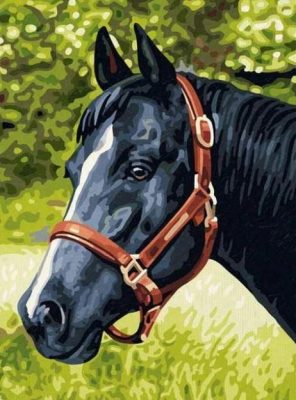 Purebred Black Horse Animals Paint By Numbers