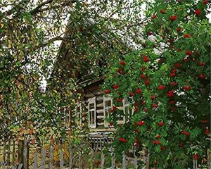 Cabin in Woods And Flowers Landscape Paint By Numbers