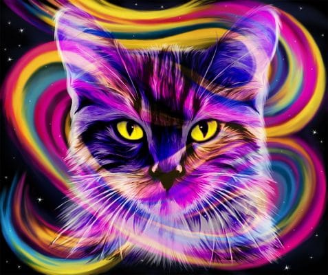 Pop Cat Animals Paint By Numbers