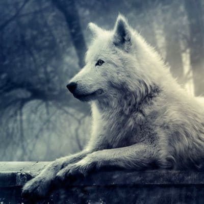 Tundra Wolf Animals Paint By Numbers